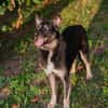 YONDU  Freundlicher Herzenshund sucht sein Zuhause
