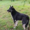 YONDU  Freundlicher Herzenshund sucht sein Zuhause
