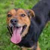 MIKI  Fröhlicher und freundlicher Hundejunge sucht sein Zuh