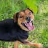 MIKI  Fröhlicher und freundlicher Hundejunge sucht sein Zuh