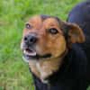 MIKI  Fröhlicher und freundlicher Hundejunge sucht sein Zuh