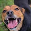 MIKI  Fröhlicher und freundlicher Hundejunge sucht sein Zuh