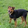 MIKI  Fröhlicher und freundlicher Hundejunge sucht sein Zuh