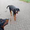 Strolchi sucht ein Zuhause