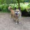 Henry sucht ein neues Zuhause