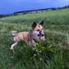 Henry sucht ein neues Zuhause