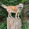Henry sucht ein neues Zuhause