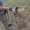 Henry sucht ein neues Zuhause