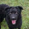 NOX  Treuer und ruhiger Junghund sucht seine Familie
