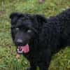 NOX  Treuer und ruhiger Junghund sucht seine Familie