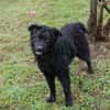 NOX  Treuer und ruhiger Junghund sucht seine Familie