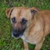 GRETA  Clevere und liebe Hundedame sucht ihre Menschen