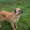 GRETA  Clevere und liebe Hundedame sucht ihre Menschen