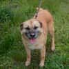 GRETA  Clevere und liebe Hundedame sucht ihre Menschen