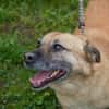 GRETA  Clevere und liebe Hundedame sucht ihre Menschen