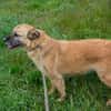 GRETA  Clevere und liebe Hundedame sucht ihre Menschen