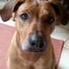 zuna sucht ein Zuhause