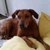 zuna sucht ein Zuhause
