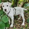 Anka wartet im Tierheim Sulzbach