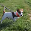 NIBBLER HAA24804