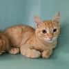 WEASLEY