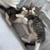 IBUPROFENE ET DOLIPRANE À ADOPTER ENSEMBLE