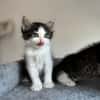 IBUPROFENE ET DOLIPRANE À ADOPTER ENSEMBLE