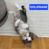 IBUPROFENE ET DOLIPRANE À ADOPTER ENSEMBLE