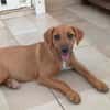 NUCCIOLA, chiot femelle croisée braque