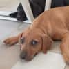 NUCCIOLA, chiot femelle croisée braque