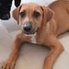 NUCCIOLA, chiot femelle croisée braque