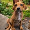NUCCIOLA, chiot femelle croisée braque