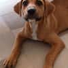 NUCCIOLA, chiot femelle croisée braque