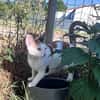 CHAT–KIRA, chaton femelle européen