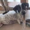 MILOU, chiot mâle Croisé Épagneul Breton