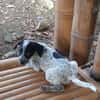MILOU, chiot mâle Croisé Épagneul Breton