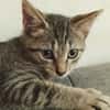 ZOE, chaton femelle type européen