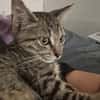 ZOE, chaton femelle type européen