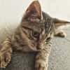 ZOE, chaton femelle type européen