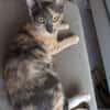 BABETH Chaton femelle type européen
