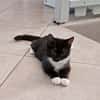BAGHERRA, chaton femelle type européen
