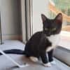 BAGHERRA, chaton femelle type européen
