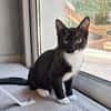 BAGHERRA, chaton femelle type européen