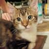 BARNABÉ, chaton type européen mâle
