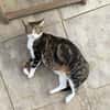 BONBONETTE, chatte européenne adulte