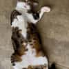 BONBONETTE, chatte européenne adulte
