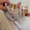 DEAN ET GARETH À ADOPTER EN DUO OU SEUL SI DÉJÀ UN CHAT PRÉSENT CHEZ VOUS