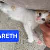 DEAN ET GARETH À ADOPTER EN DUO OU SEUL SI DÉJÀ UN CHAT PRÉSENT CHEZ VOUS