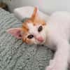 DEAN ET GARETH À ADOPTER EN DUO OU SEUL SI DÉJÀ UN CHAT PRÉSENT CHEZ VOUS