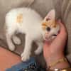 DEAN ET GARETH À ADOPTER EN DUO OU SEUL SI DÉJÀ UN CHAT PRÉSENT CHEZ VOUS